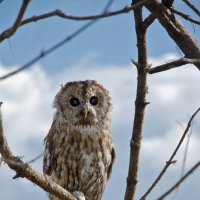 an owl :: Станислав Князев