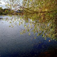 Над водой... :: Лариника Кузьменко