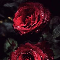 ночные розы... :: Ирина Осерцова