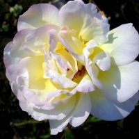 белая роза :: дмитрий панченко