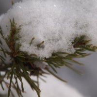 снег :: Александра Кудрявцева