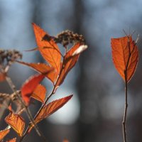 Осенняя палитра-2 :: Светлана 