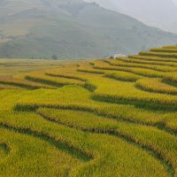 rice fields :: Max 