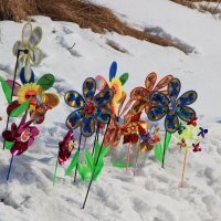 Цветы на снегу :: Андрей Рыков