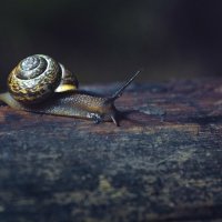 snail :: Паша Иванов