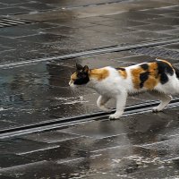 Про кошку и трамвайные пути :: Наталия Крыжановская