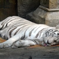 Белый тигр в отключке :: Борис Русаков