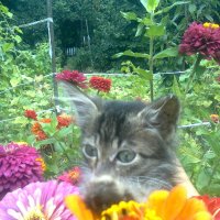 котик нюхает цветы :: Дарья Неживая