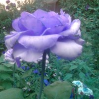 роза редкого цвета :: Дарья Неживая