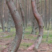 Танцующий лес :: Александр Котельников