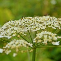 mountain insects :: Наталья Лев