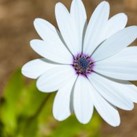 Белый цветок :: Дмитрий Гербин