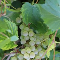 Гроздь винограда :: Lesya 