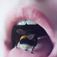 Пчела :: Мария Сердечная