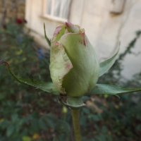 Зеленая роза :: Alchemist Богданов