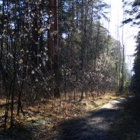 Осенние прогулки :: Александр Садовский