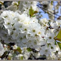 kollektion Wuppertaler Blüten :: lora )))