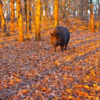 Фотоохота на дикого кабана :: Вера Бережная 