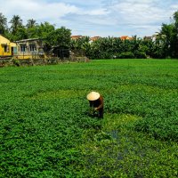 Vietnam :: Max 