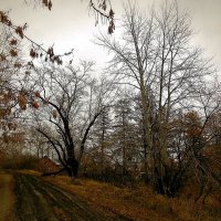 Осень в парке. :: Надежда Павлючкова