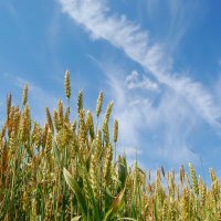 пшеничные истории :: Ася Ко
