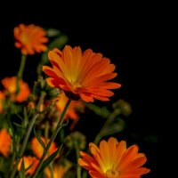 солнечные цветы :: gribushko грибушко Николай