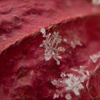 Снежинка на кленовом листике :: Boris Khershberg