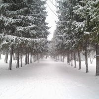 Снежный парк :: Илья Абакумов