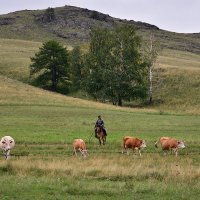 Пастух :: Nelli Iudintceva