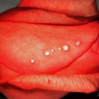 Розы нежный аромат... :: Татьяна Аистова