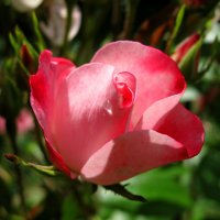 розовые розы.. :: Jurijs Suhodolskis