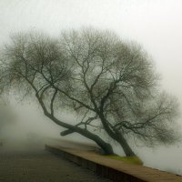 Туман :: Николай Климович