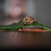 Майский жук :: Дина Seredina
