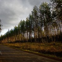 Придорожная, осенняя... :: Сергей Никитин