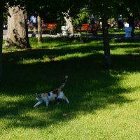 Городской охотник :: Иван Начинка