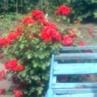 куст розы :: Дарья Неживая