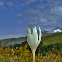 альпийский крокус :: михаил воробьев 
