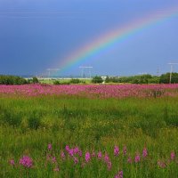 Цветущее поле и радуга. :: Наталья Юрова