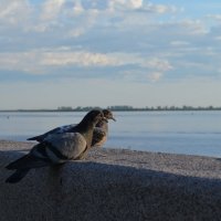 голубки :: Анатолий 