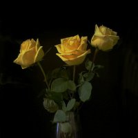 желтые розы :: gribushko грибушко Николай