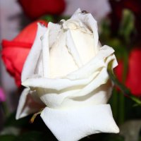 Белая роза :: Светуля Тонких
