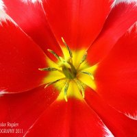 В сердце голландского тюльпана :: Vladislav Rogalev