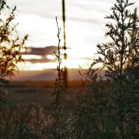 трава на закате :: Сергей Глотов