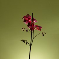 Орхидея :: Alikosinka Solo