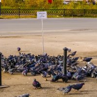 Мегакормушка для голубей в г. Надыме :: Сергей Андрейчук