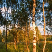 На опушке...(местные фото-зарисовки) :: Олег Неугодников