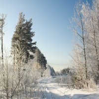 Тропа с лыжней в лесу :: Юрий Груздев