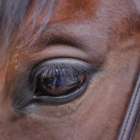 Целый мир в глазах лошади... :: Юлия Левикова