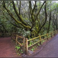 La Gomera. :: Jossif Braschinsky