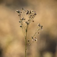 Утренний свет :: Виктор Алеветдинов